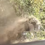La BMW dans les arbres